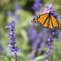 Role of the Butterfly in Native American Culture