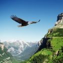 History of the Eagle Dance