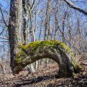 Marker Trees & Native American Culture