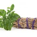 Native American Medicinal Cures