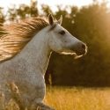 What Horses Mean to Native American Culture