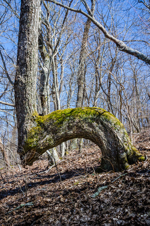 Marker Trees & Native American Culture