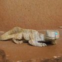The Lizard in Native American Culture