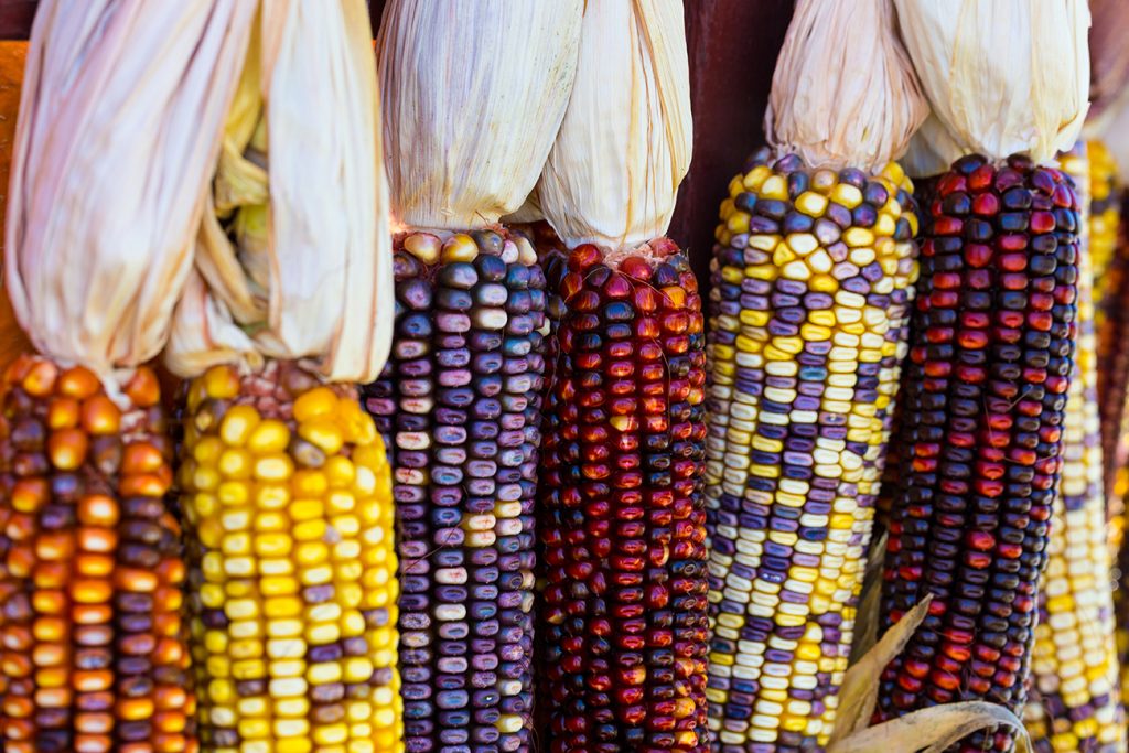 5 Native American Thanksgiving Food Favorites | Kachina House