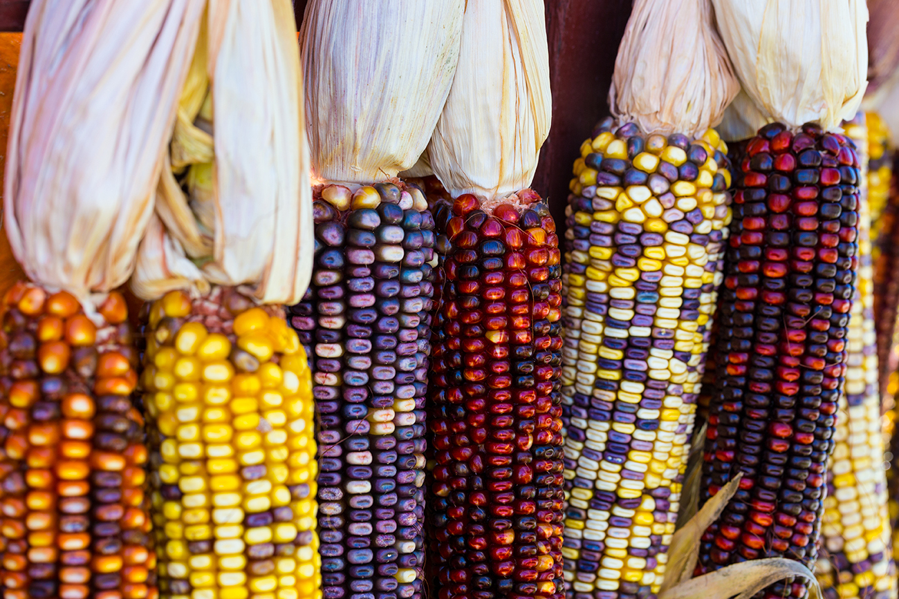 Dried Indian Corn