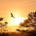 The Eagle: Native American Symbols